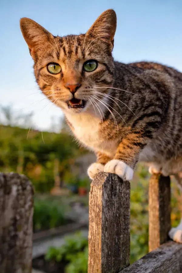 露出前爪的短毛虎斑猫站在木栅栏上