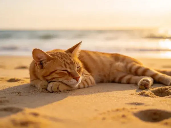 橘色短毛家猫沙滩上休息