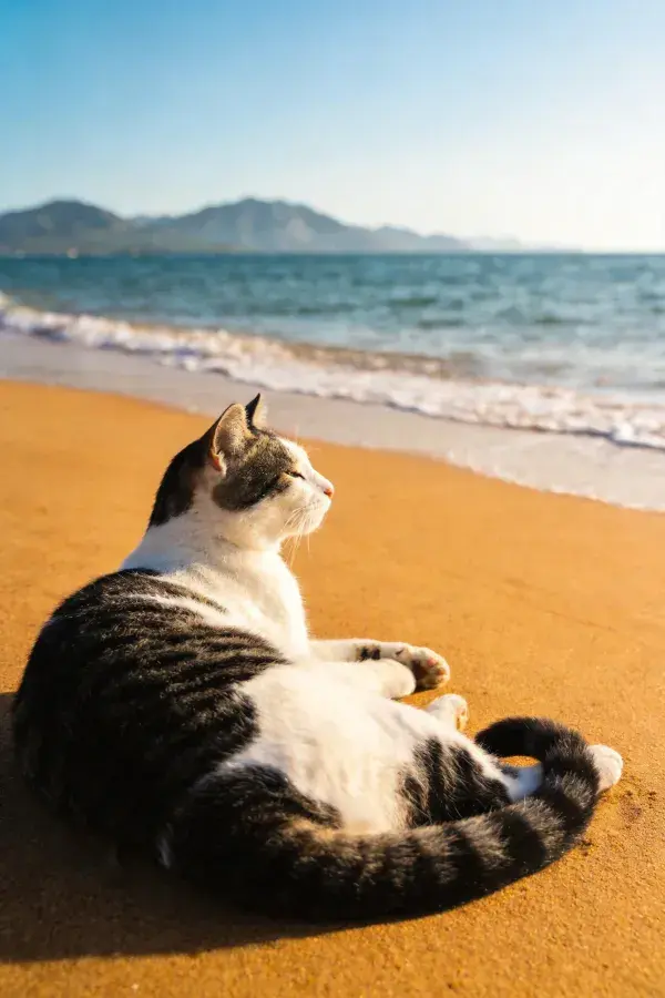 海滩上休憩的黑白短毛家猫