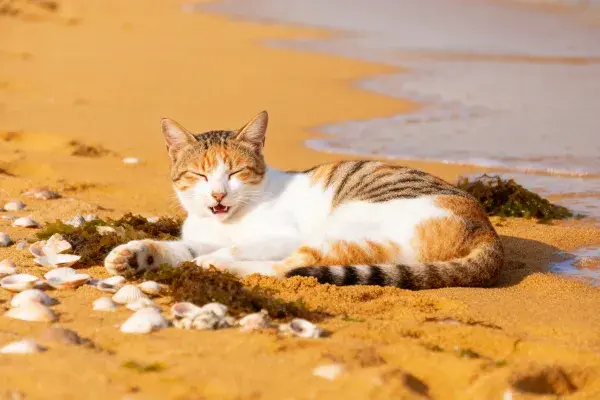 阳光沙滩上的橙白短毛家猫休憩图