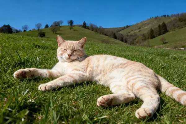 橘色短毛虎斑猫躺卧草地
