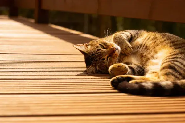 短毛虎斑猫躺卧在木质平台上