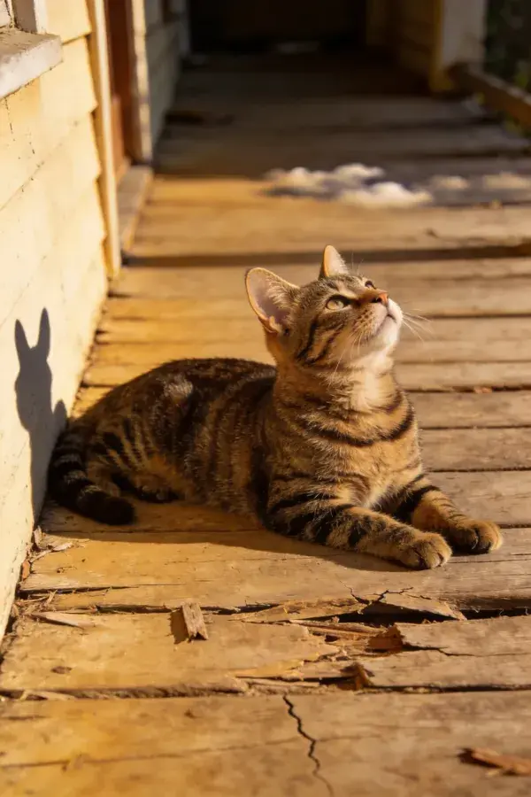 木质平台上眺望的虎斑短毛猫