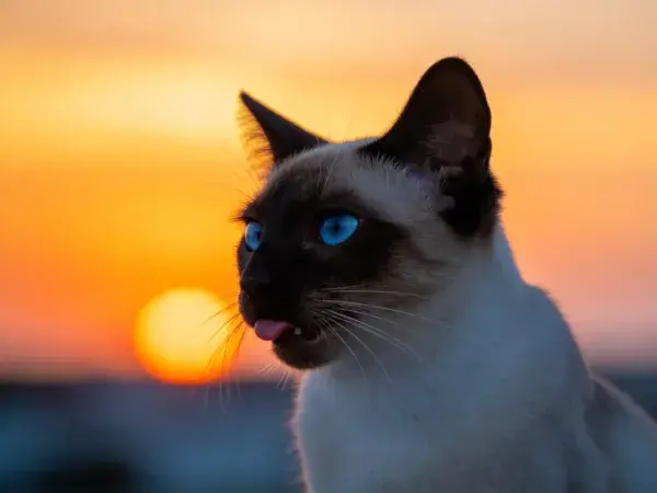 露天场景中蓝眼睛暹罗猫日落特写