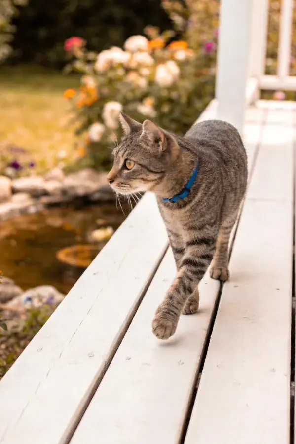 灰虎斑短毛猫在木平台上行走