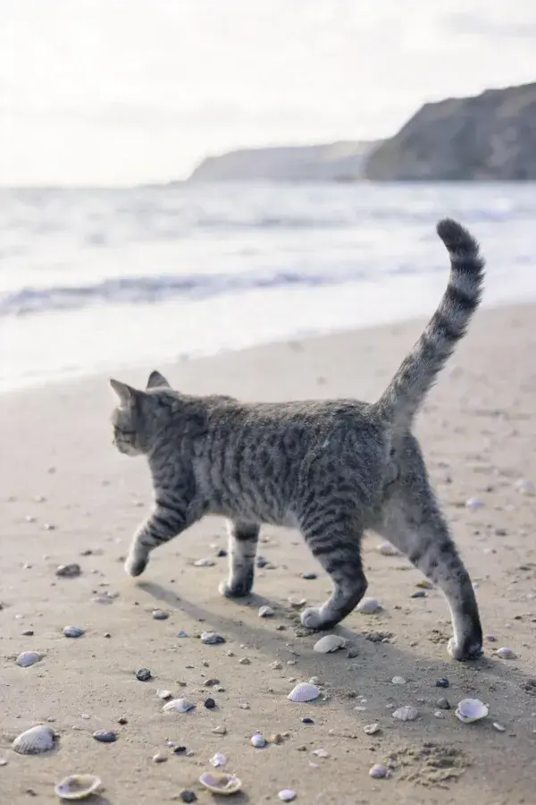 灰虎斑短毛猫海滩漫步