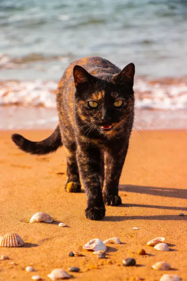 阳光下沙滩漫步的玳瑁猫