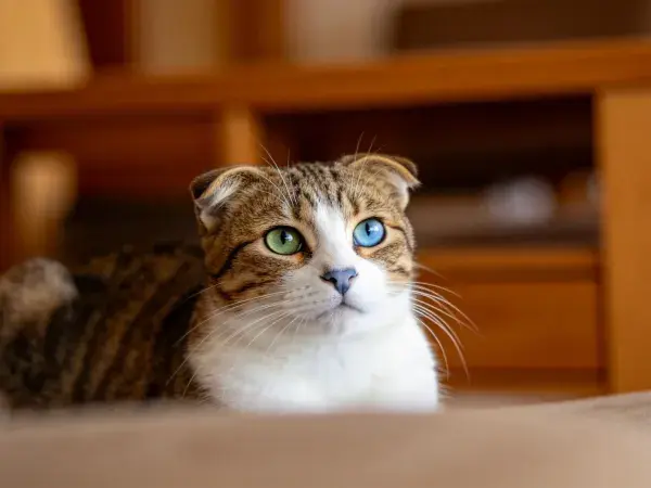 阳光明媚下的异色眼苏格兰折耳猫特写
