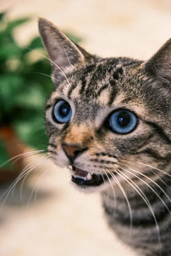 室内环境中蓝眼睛虎斑纹短毛猫特写