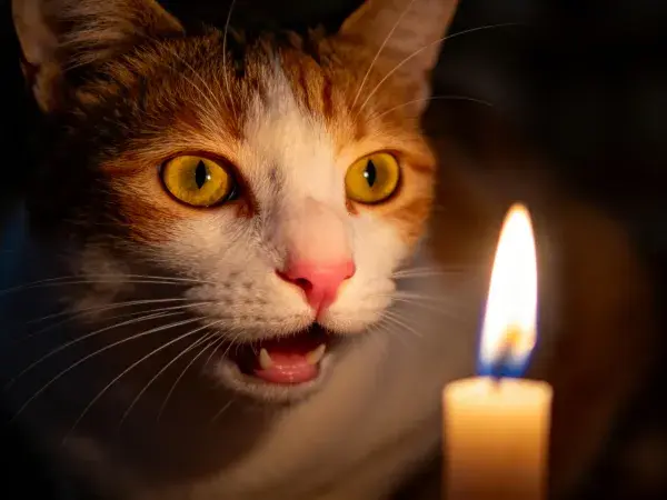 烛光下的橙白相间短毛家猫