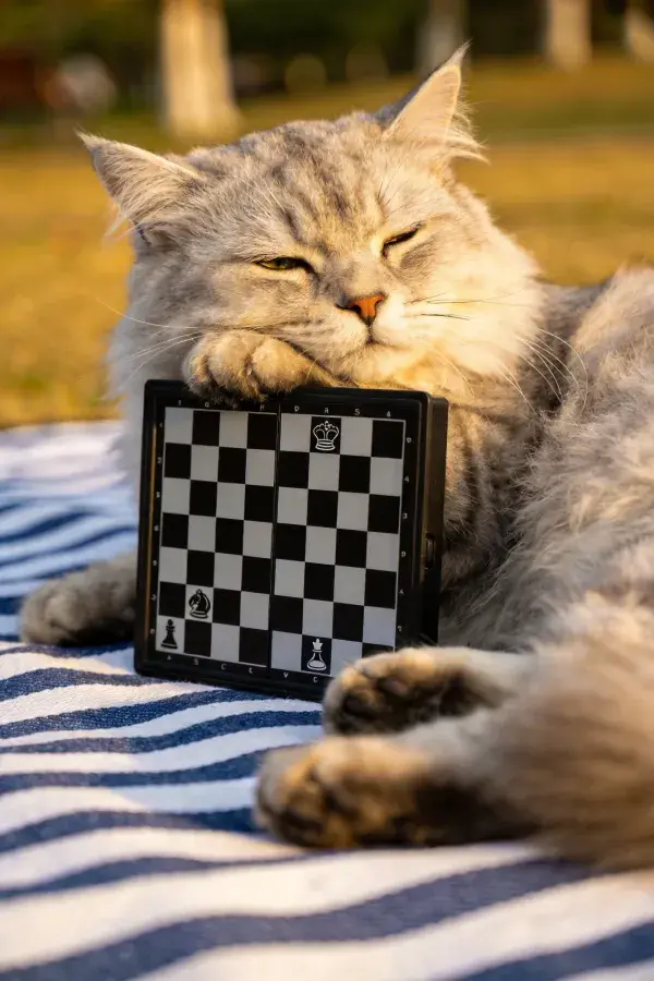 长毛灰虎斑猫抱迷你棋盘休息场景特写