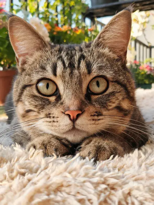 阳台上的短毛虎斑猫近景图景