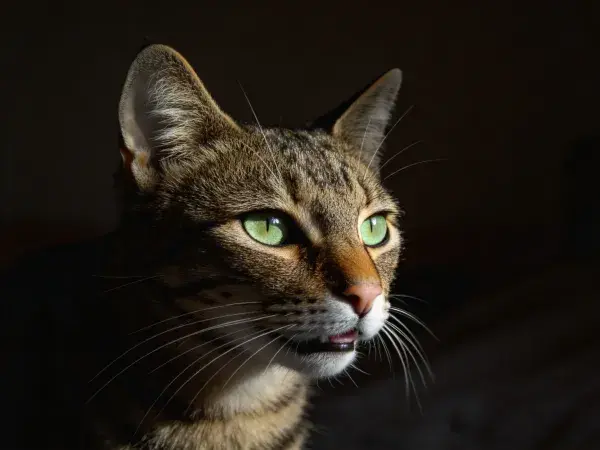 暗光环境下短毛斑纹猫特写