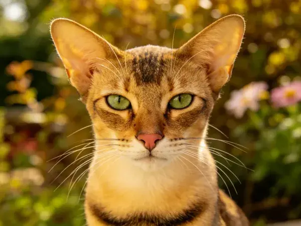阳光 下 花 园 中 的 阿 比 西 尼 亚 猫 特 写