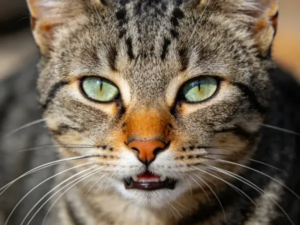 近距离捕捉虎斑纹短毛猫面部特写