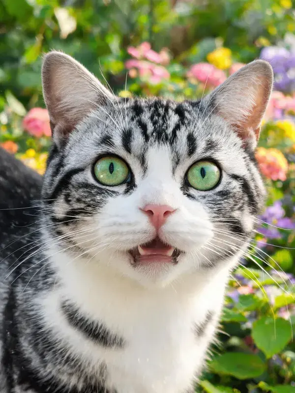 黑白短毛家猫在花园繁花间的状态