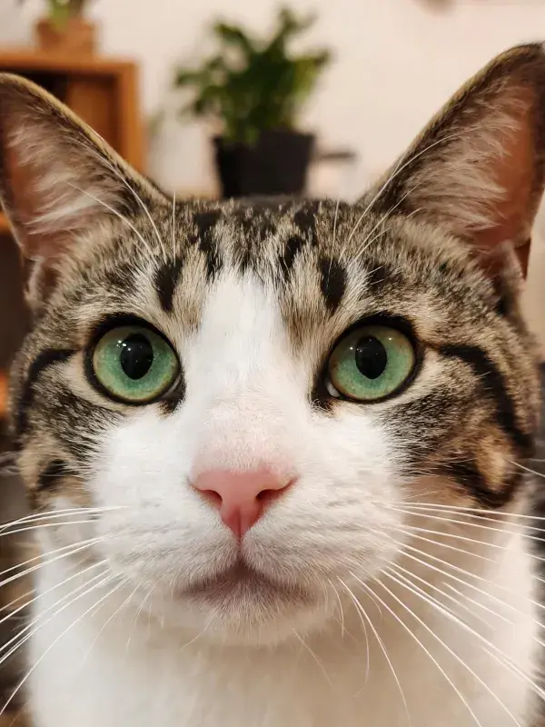 短毛家猫凝视镜头瞬间