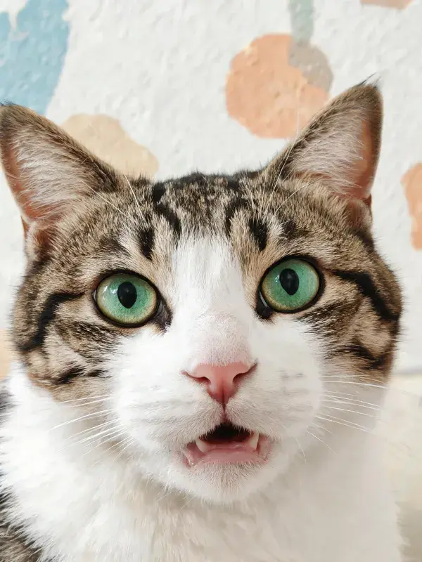室内布帘背景下的虎斑白短毛猫