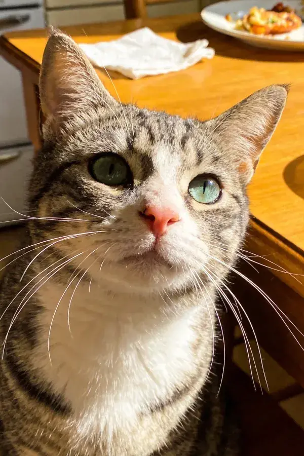 短毛虎斑家猫注视木质餐桌