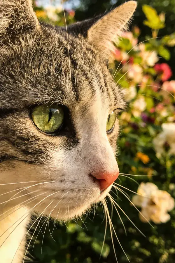 花园中短毛虎斑家猫特写