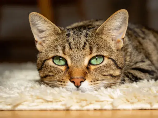 虎斑纹短毛猫躺卧在毛毯上
