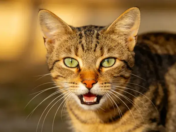 暖光下的短毛虎斑猫特写