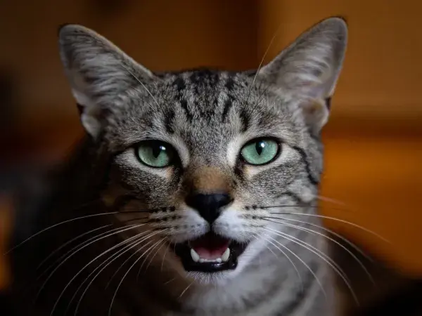 暖光中绿眼虎斑猫的特写