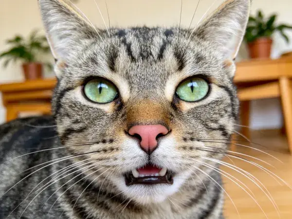 绿眼睛短毛家猫近距离注视镜头