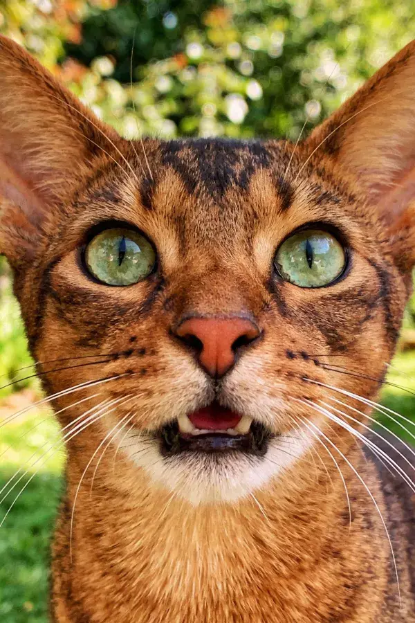 阿比西尼亚猫的瞬间表情