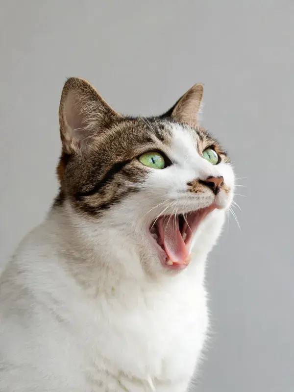 短毛虎斑家猫张嘴状态特写