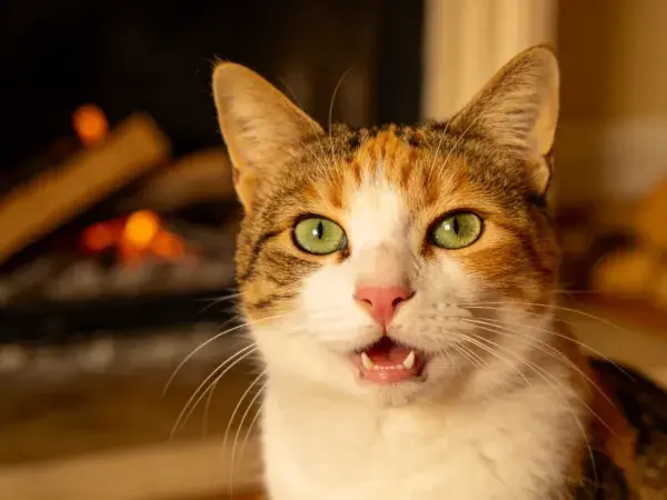 室内壁炉旁的三色短毛家猫