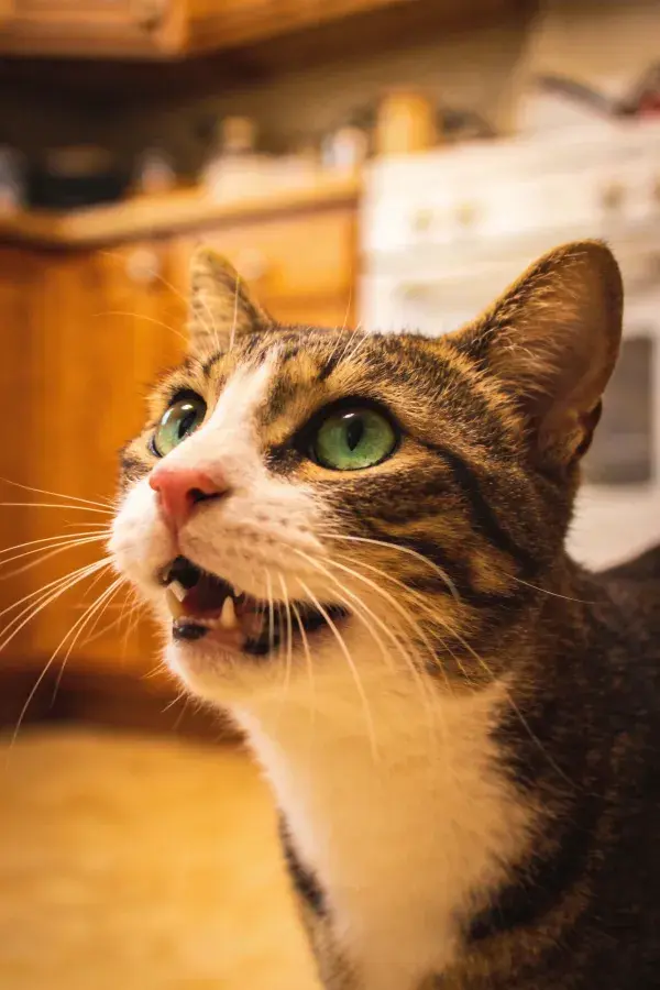 玳瑁短毛家猫厨房内特写
