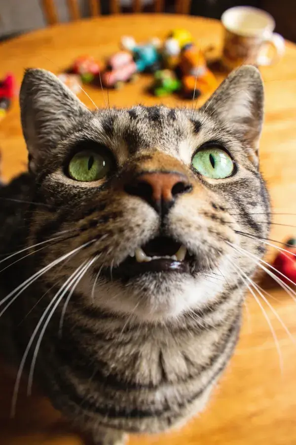 虎斑短毛猫近距离特写镜头