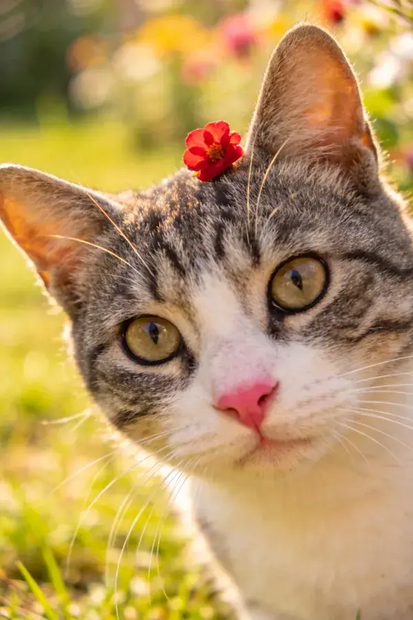 花园中戴红花的灰白相间短毛家猫