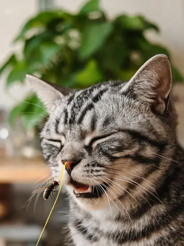玳瑁斑纹短毛猫玩昆虫玩具图景