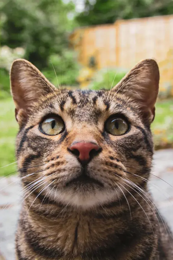 户外石板地面上短毛虎斑猫特写