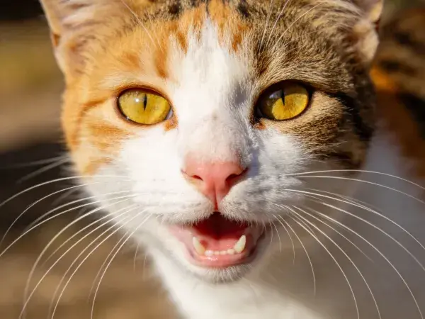 户外特写三色短毛家猫