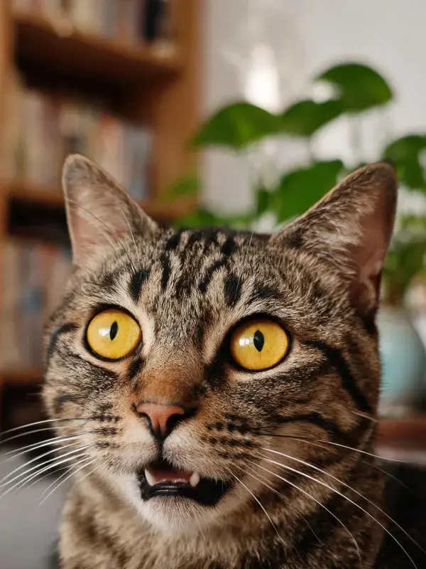 虎斑短毛猫室内特写画面