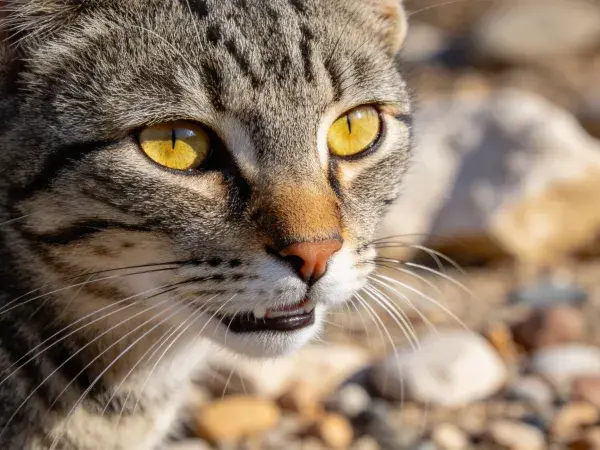 阳光下短毛虎斑猫面部特写