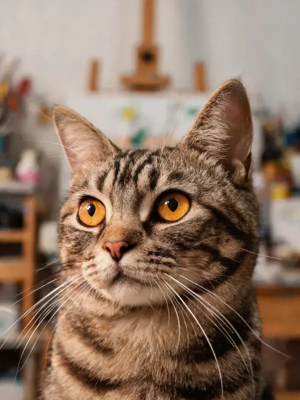室内暖光下的虎斑短毛猫特写