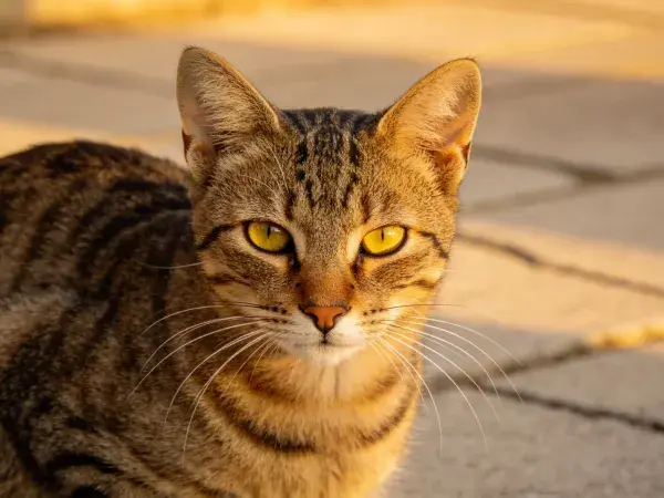 阳光照射下石板地面上的短毛虎斑猫