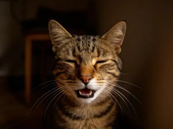 室内暖光下短毛虎斑猫微笑特写