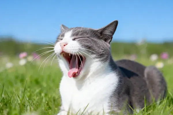 灰白短毛家猫在草地上打哈欠