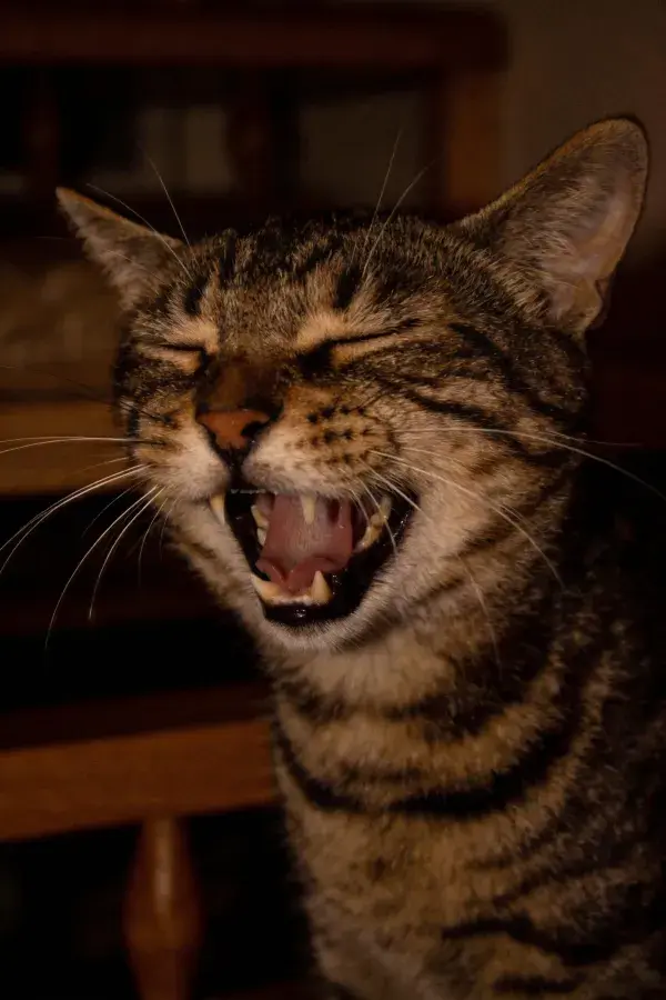 短毛虎斑猫打哈欠瞬间