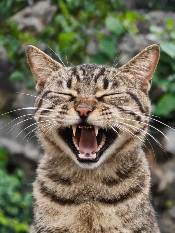 短毛虎斑猫张嘴打哈欠的场景