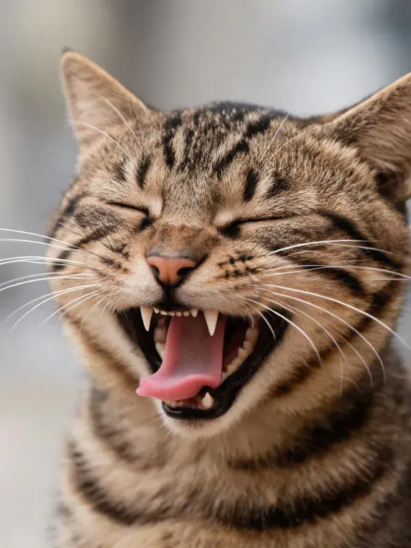 虎斑短毛猫张嘴打哈欠的特写画面