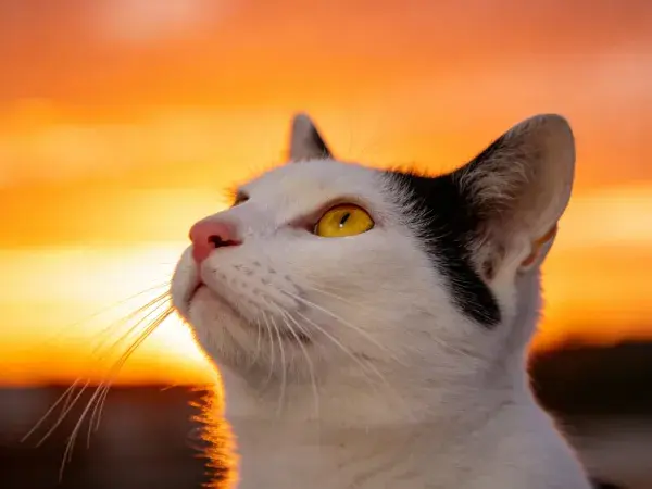 露天夕阳下黑白短毛家猫特写