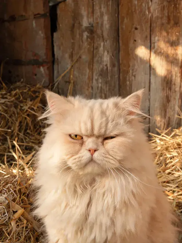 露天仓库中闭眼状态的奶油色波斯猫