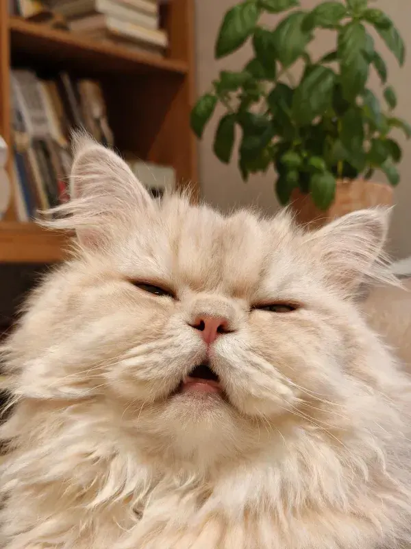 洋娃娃脸长毛猫在室内休息状态
