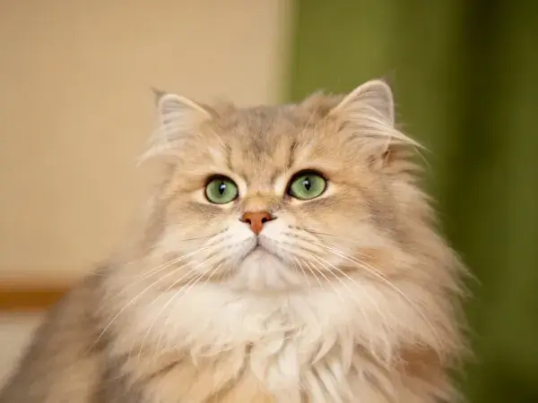 浅棕色长毛波斯猫特写场景